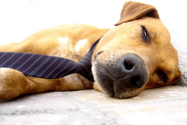 The Great Side Of "Take Your Dog To Work" Day