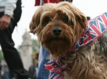 Can Having A Dog In London Really Work?