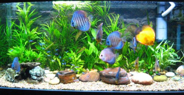 I Have Just Setup My Tropical Fish Tank, Now What?