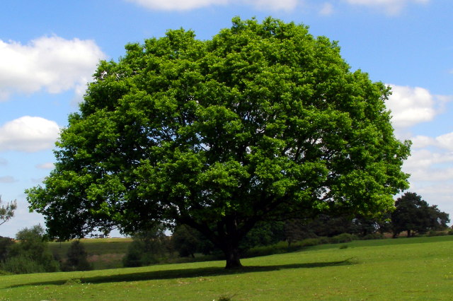 Can Copper Nails Really Kill A Tree?