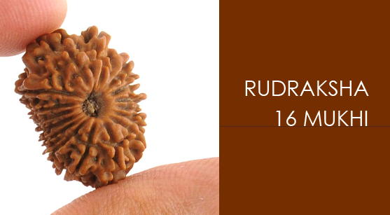 Rudraksha: Panacea For Every Type Of Evil That Exists