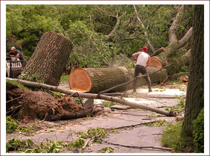 Questions To Ask Before Hiring A Tree Care Specialist