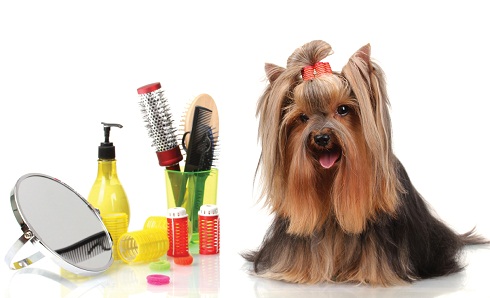 Grooming Your Dog At Home