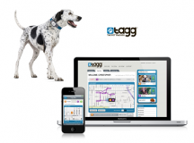 Top 5 Apps For Your Canine Friend