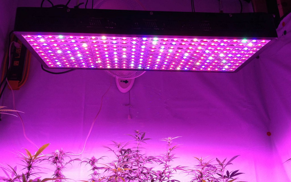 Eliminate Spider Mites With LED Grow Lights