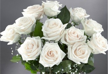 White Rose