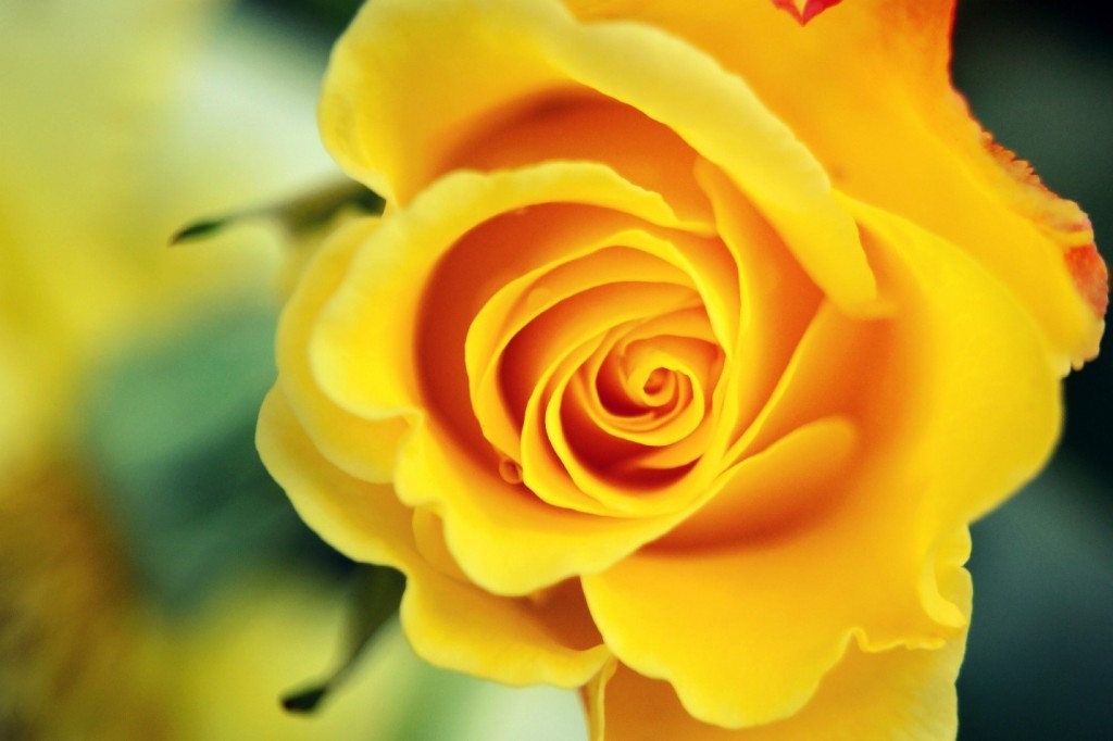 Yellow Rose