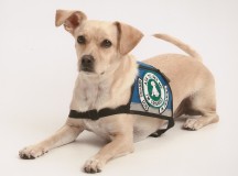 Differences between service dogs and emotional support dogs