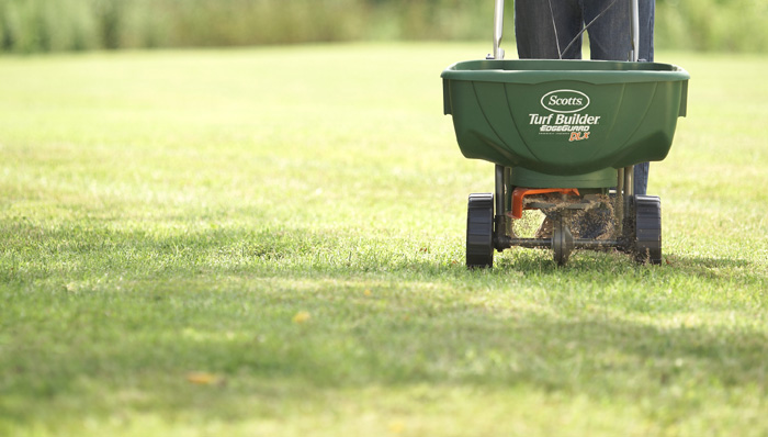 Things To Remember While Choosing Grass Seed For Your Lawn