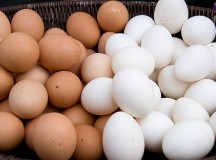 Is Egg Distribution A Potential Section Of Commercial Ventures?