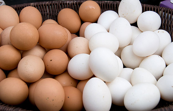 Is Egg Distribution A Potential Section Of Commercial Ventures