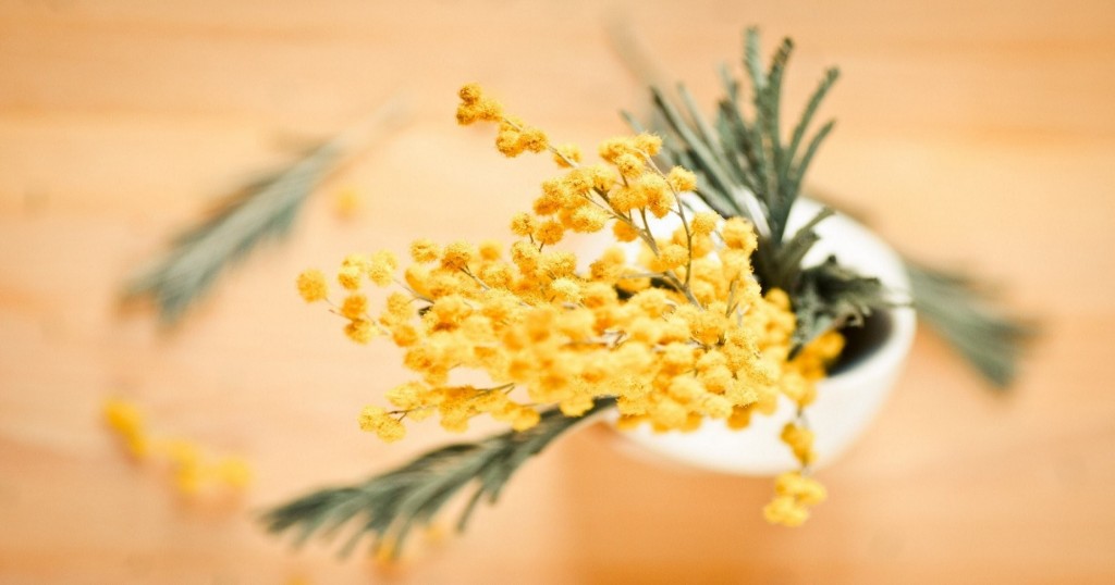 acacia flowers