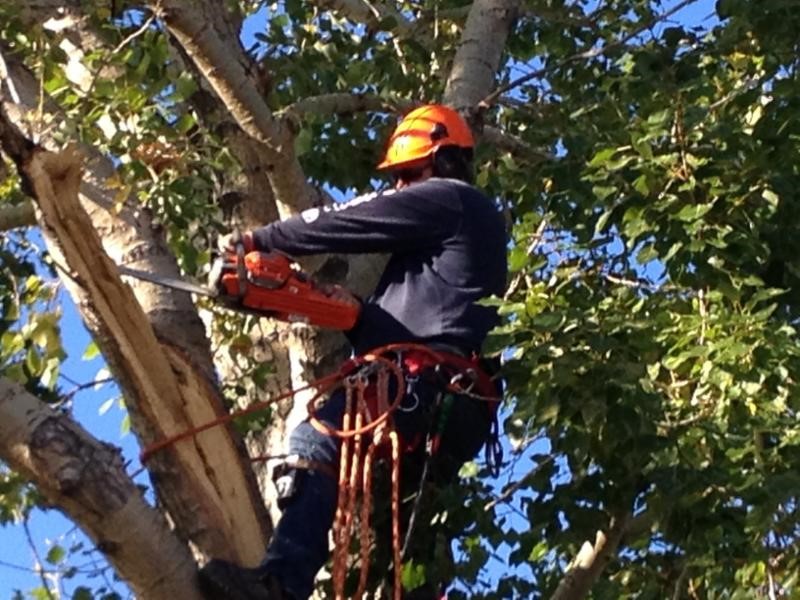 Arborist Calgary In Alberta Region