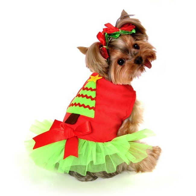 Cute Little Dog Costumes For Christmas – A Buyer’s Guide