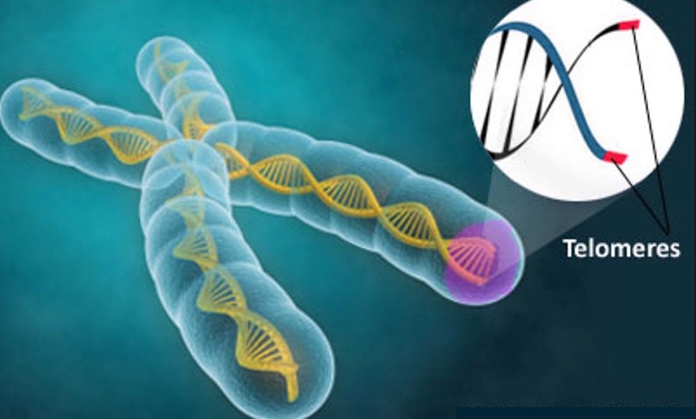 Find Out More On How To Help Your Telomeres