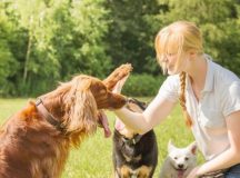 Is Training Your Dog Necessary?