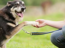 The Training That Will Make Your Pet Obedient