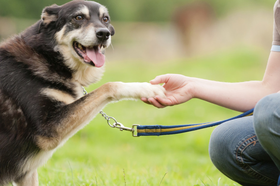 The Training That Will Make Your Pet Obedient