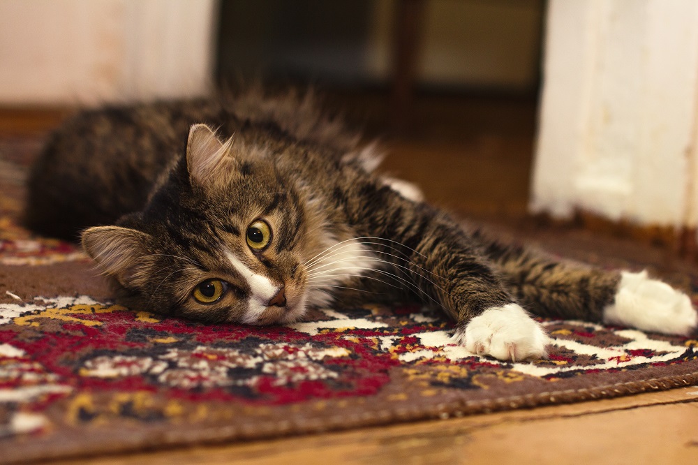 Useful Tips To Get Rid Of Flea In Your Carpet