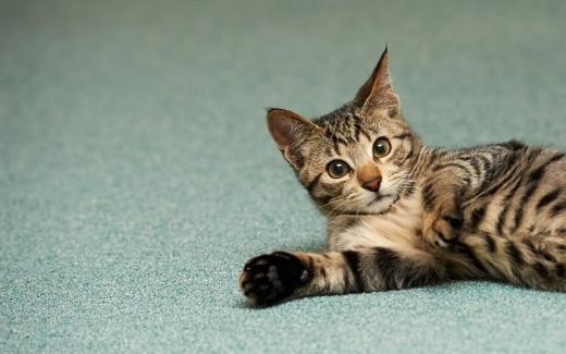 Tips To Stop Your Cat Peeing On Your Carpet