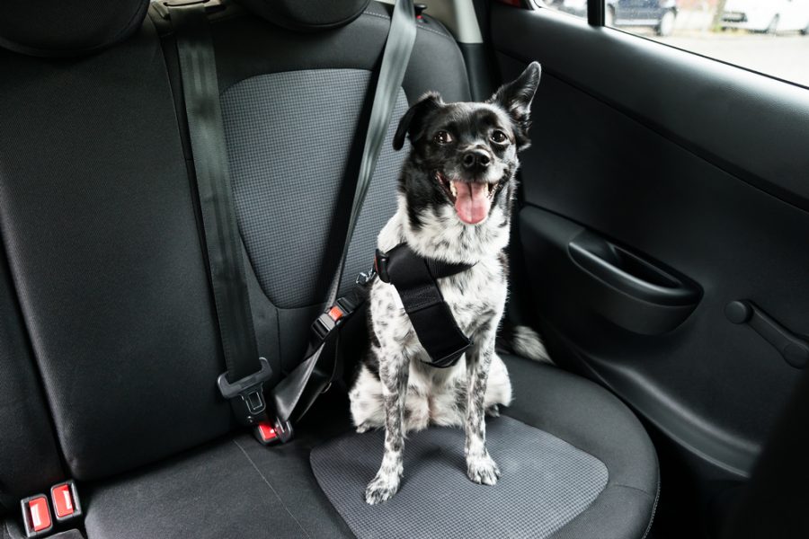 What Is The Need To Have The Best Dog Seat Belt