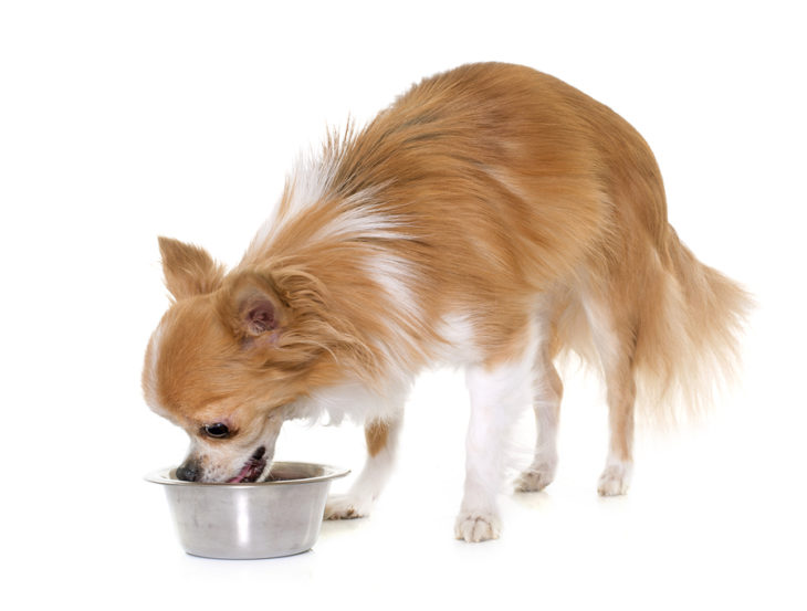 What Are The Best Dry Dog Foods For Toy Breeds?