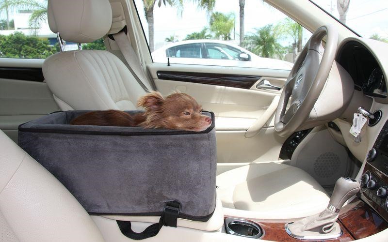 What Is The Need To Have The Best Dog Seat Belt