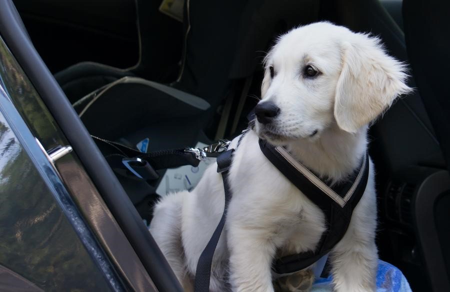 What Is The Need To Have The Best Dog Seat Belt