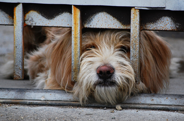 Reasons To Put Your Dog In Doggie Daycare