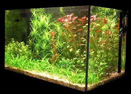 A Guide To Everything About Aquarium Heaters