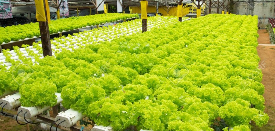 Guide to Hydroponic System the Latest Gardening Trend