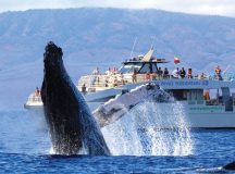 Book a Wonderful Whale Watching Tour