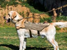 Amazing Service Dogs help the Disabled